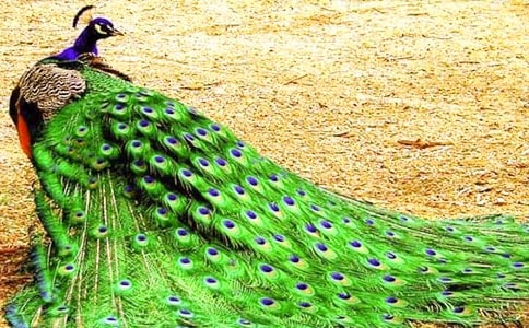 �����Ŀ�ȸ