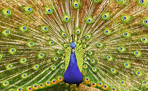 ����ȸ���Ϸɡ�������