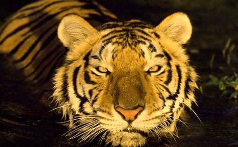 �ϻ�������