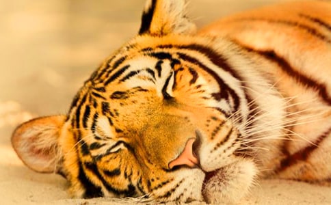 ����ֻ�ϻ���˵�θ�