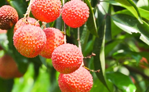 ǳ̸������������֦���������ַ�������