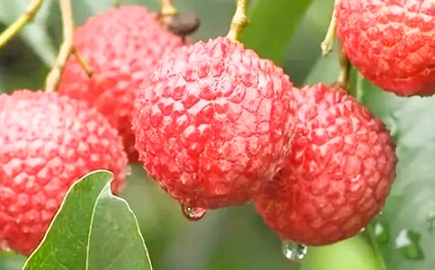 ��֦����������6ƪ[��]