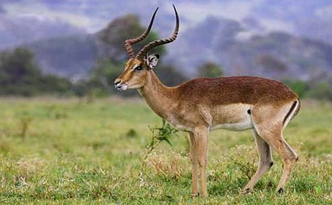 ������ľ�� 4