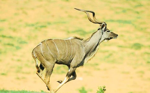 22 ����ľ��