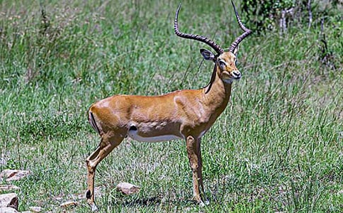 ������ľ�� 3