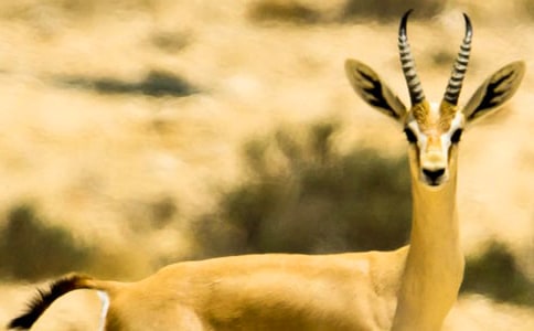 ������ľ�� 8