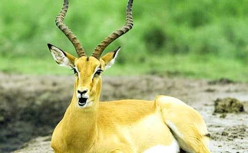 ������ľ�� 12