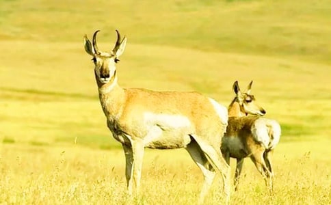 ������Ĺ����������