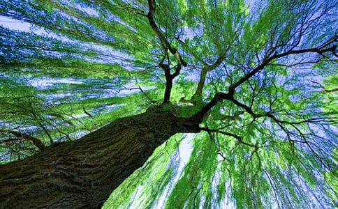 15��С������С������Ƭ������