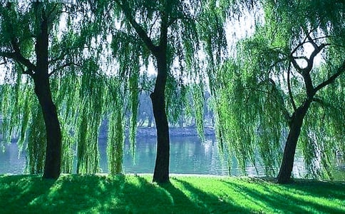 ��ѡ���������ľ���20��