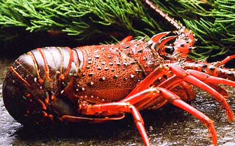 ��Ϻ�ڹ����