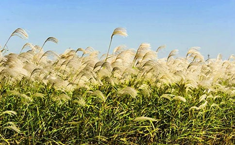 ��������̰��������«έ��������˼