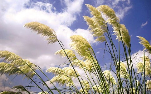 ������˼���«έ����