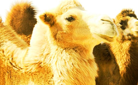 �����պ���