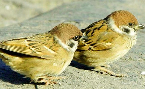 С��ȸ����(��ѡ15ƪ)