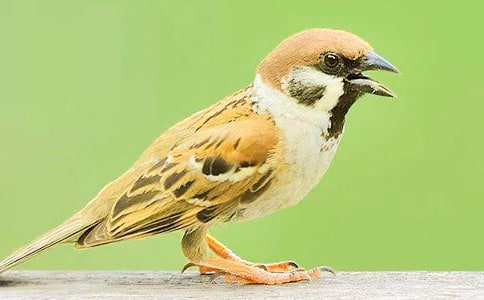 С��ȸ���ľ�ѡ15ƪ