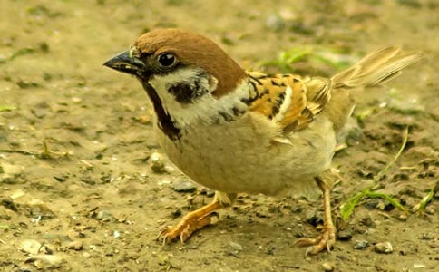 С��ȸ��������