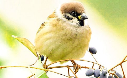 ��ȸ��������