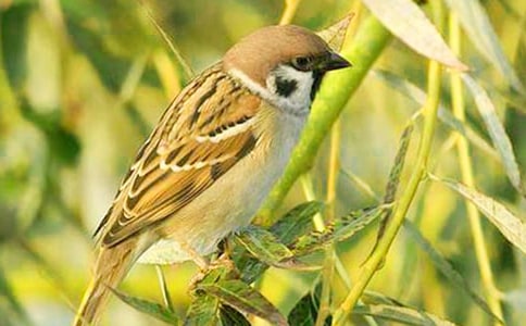 �ɰ�����ȸ��������