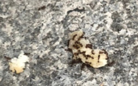 ���ϱ��μ�����