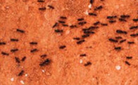 ���������ϰᶹ���̰�