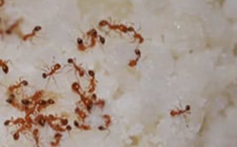 �а������̰�С����