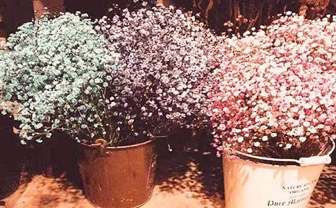 ���������ǹ�����