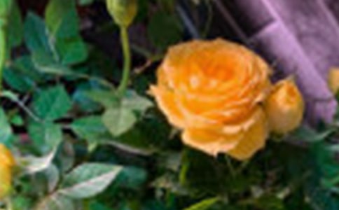 õ�廨���ص������