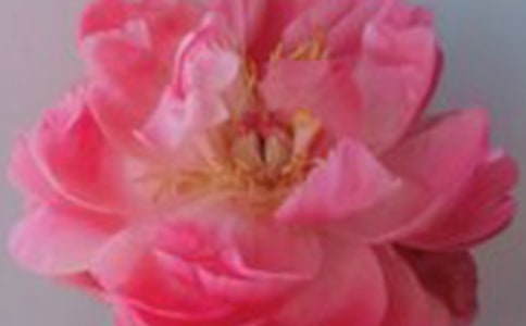 �����е�õ������