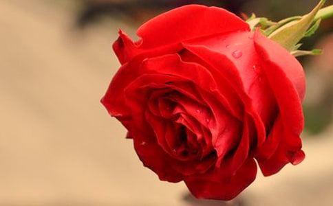 4��С¹��õ�廨_