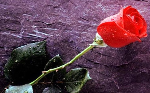 4��С¹��õ�廨��