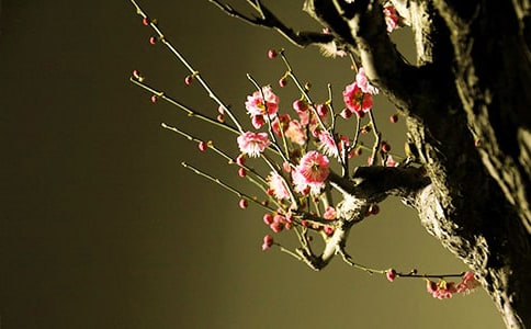 ÷��Ψ��ʫ�����60�侫ѡ