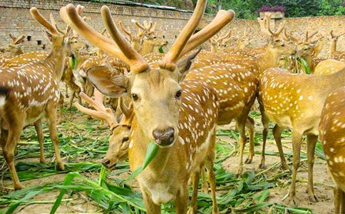 д÷��¹������