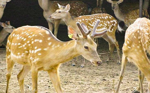 ÷��¹���ģ�ͨ��29ƪ��