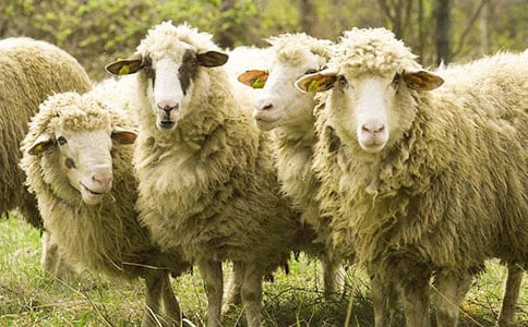 �ҵ�С����