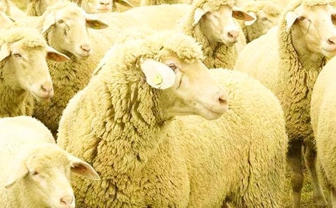 ���꼶���ҵ�С����