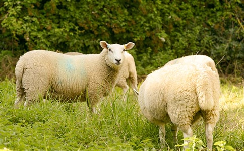 С�������̰���ë���׵�����