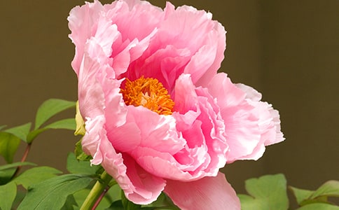 2024������ĵ�����ľ���17��