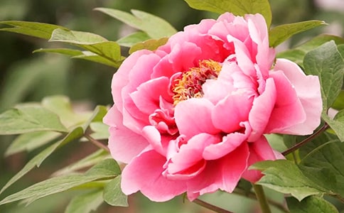 ��ĵ������