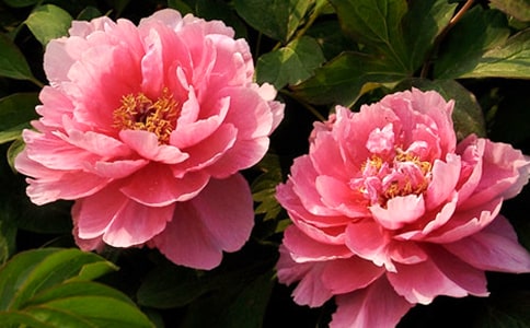 ĵ����Сѧ����