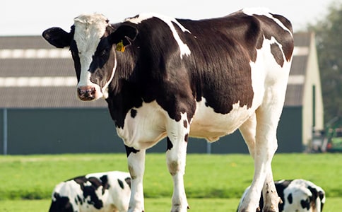 ��ţ��ֳ�徭�÷�չ������б��淶��