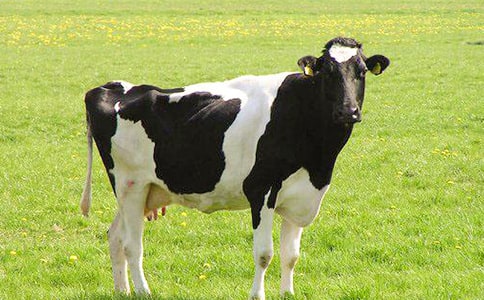 ͸��*****��ţ��̸ֳ��ǰ����ҵ��չ�ļ���˼����Բ�