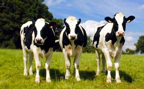 ͸��*****��ţ��̸ֳ��ǰ����ҵ��չ�ļ���˼����Բ�