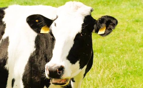 ��ţ��ʵϰ����