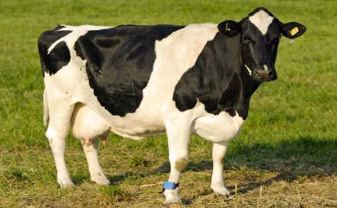 ����������ţ���Ľ�ѧ���