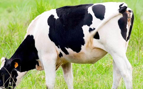 һͷ��ţ����