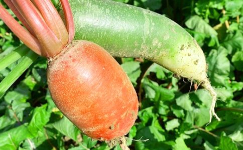 ũ��������14ƪ