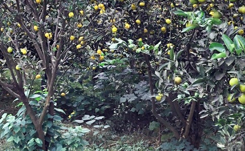 ũ���ִ�ҵ�߻���