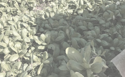 ����ũ�����ֺ�ͬ���ļ�����ƪ