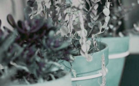 拙政园里盆栽作文